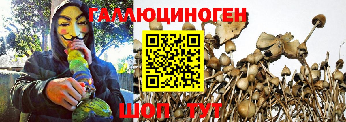 Галлюциногенные грибы Psilocybe  Вход с VPN  где купить наркотик  Гусев 