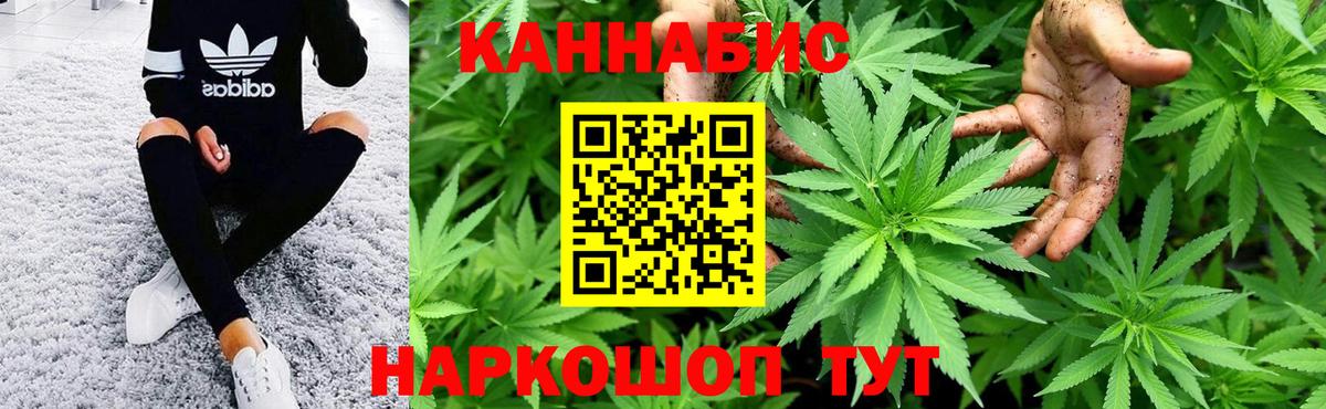 Конопля сатива Гусев